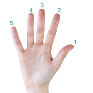 De vingers worden door de dokter beschreven als digitus 1 tot en met 5